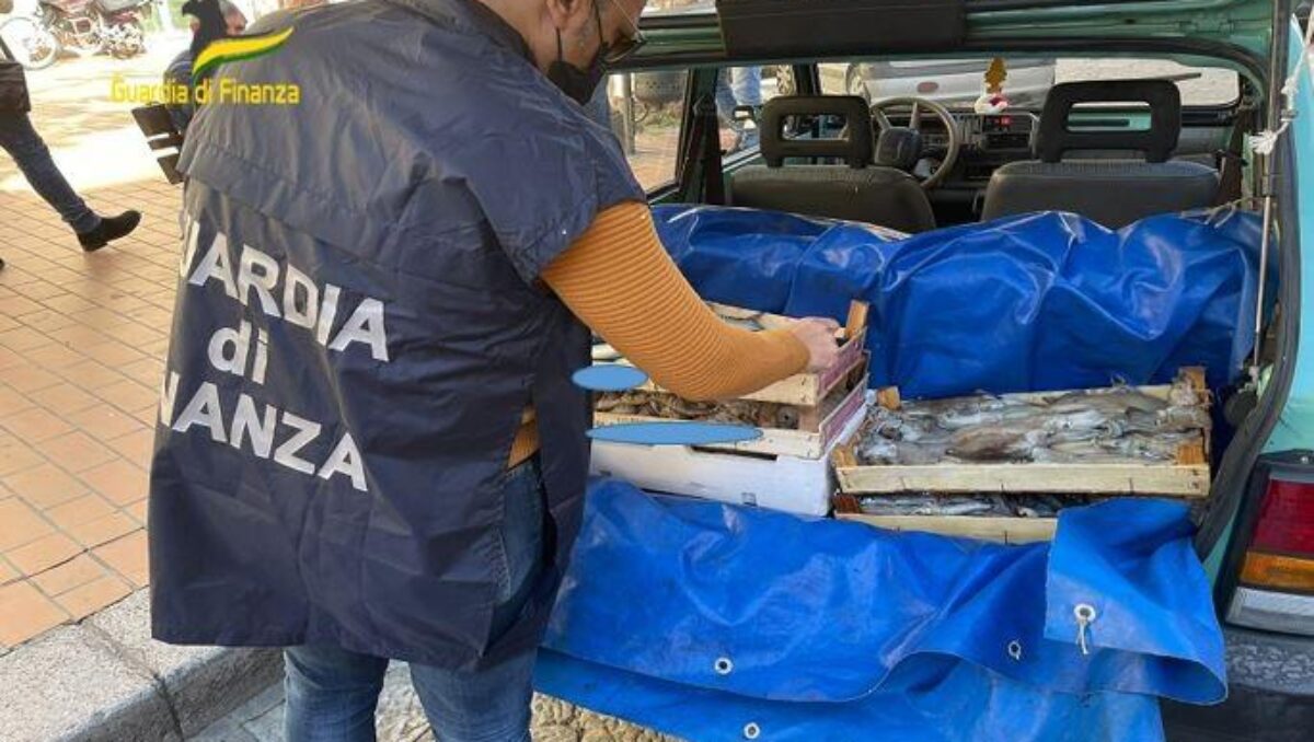 COMMERCIO ILLEGALE DI SPECIE ITTICHE: SEQUESTRATI 8.500 KG DI PESCE IN CARENTI CONDIZIONI DI SICUREZZA E DESTINATO AL CONSUMO